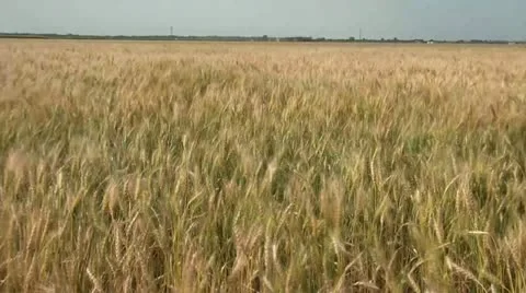 Wheat Waves in Wind 스톡 동영상 12616453