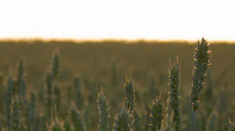 Wheat waving - close up Stock Footage 26120058