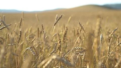 Wheat waving on a field Stock Footage 122243500