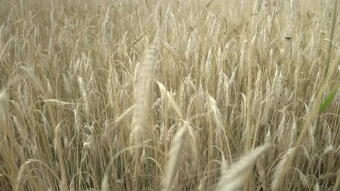 Wheat waving in light wind on large field at farmland Stock Footage 139443719