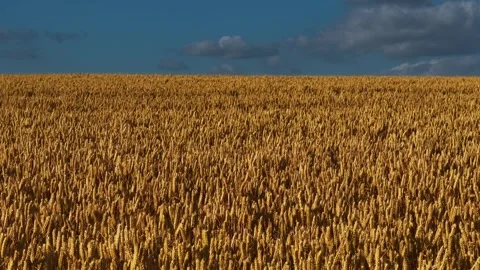 Wheat waving under summer sky. Rye swaying on golden farmland Stock Footage 312780921