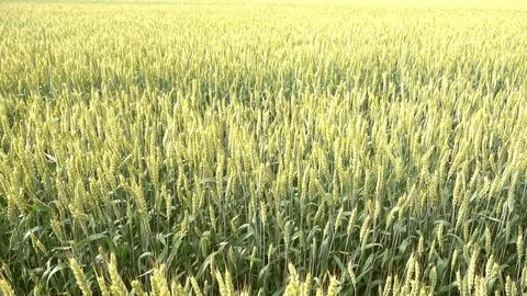 Wheat waving at wind, 4k 2160p video footage Stock Footage 84590301