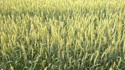 Wheat waving at wind close up, 4k 2160p video footage Stock Footage 84588996