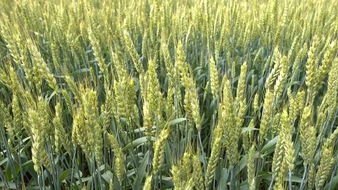 Wheat waving at wind close up, 4k 2160p video footage Stock Footage 84589143