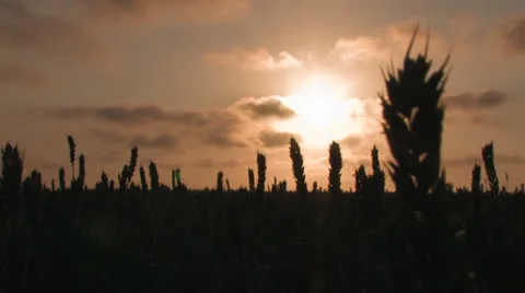 Wheat waving in wind - close up Stock Footage 26120534