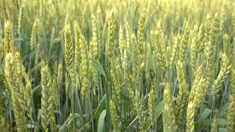 Wheat waving at wind closeup, 4K ultra hd video footage Stock Footage 84595002
