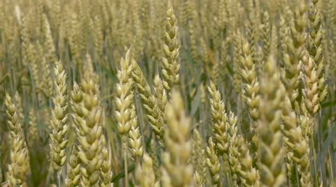 Wheat waving in the wind, closeup-slow motion Stock Footage 41708113