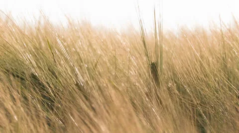 Wheat waving in the wind Stock Footage 26098133