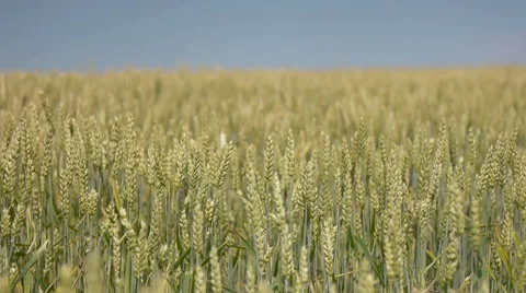 Wheat waving in the wind Stock Footage 41707351