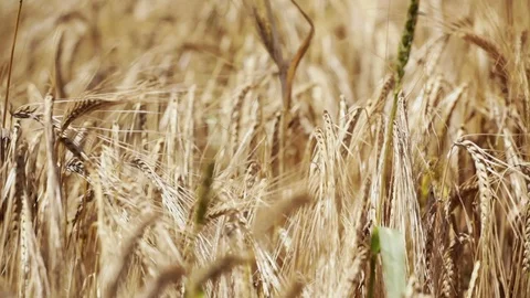Wheat waving at wind Stock Footage 92761342