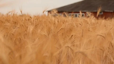 Wheat waving in the wind Stock Footage 93783105
