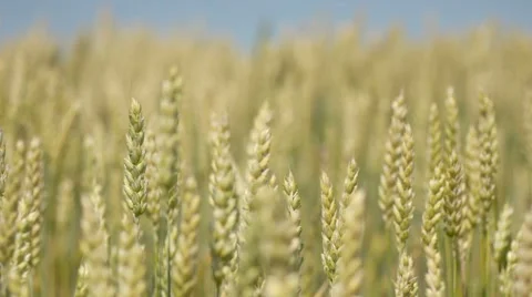 Wheat waving in the wind with rack focus 動画素材 41706081