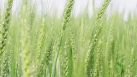 Wheat waving in the wind in springtime with selective Stock Footage 89138674