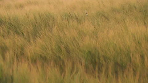 Wheat waving in the wind - wide Stock Footage 26098336