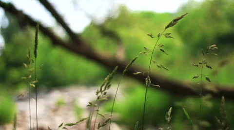 Wheat-like weeds blowing HD Video stock 775941