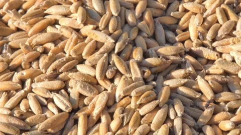Wheat weevil infesting stored grain harvest , panning Vídeo Stock 334616341