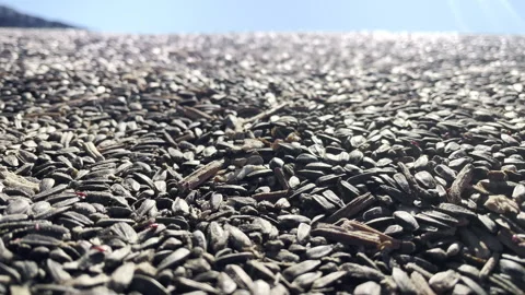 Wheat weevils crawl on a oleic sunflower seeds. Disinfection and fumigation Stock Footage 271272863