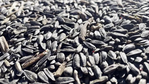 Wheat weevils crawl on a oleic sunflower seeds. Fumigation and parasitic insects Stock Footage 271273136