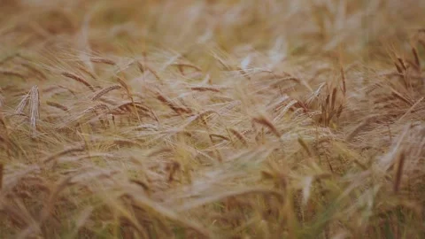 Wheat, wheat ears, wheat in slow motion Stock Footage 247048494