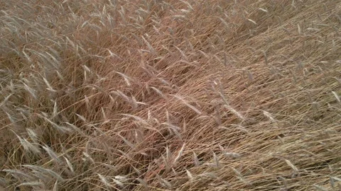 Wheat. Wheat field. Aerial view. Stock Footage 160157344