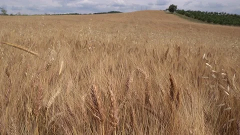 Wheat, Wheat Field, Ear of Wheat Video stock 160434931