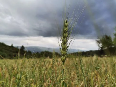 Wheat in the wheat field. Stock Photos