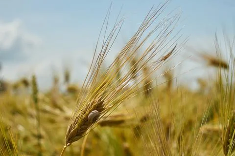 Wheat. Wheat field. Rye. Rye field. Stock Photos