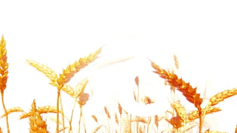Wheat On A White Background isolated. Stock Footage 93707114
