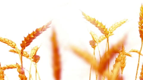 Wheat On A White Background isolated. Vidéo 93712473