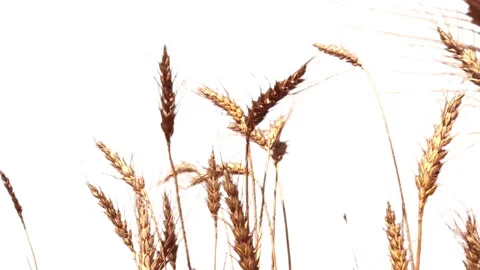 Wheat On A White Background isolated. Stock Footage 93712772