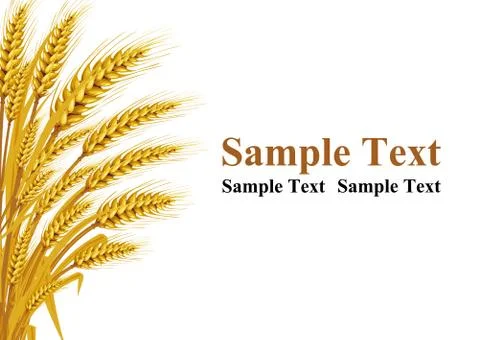 Wheat on the white background in the left hand corner has space for text inpu Stock Illustration