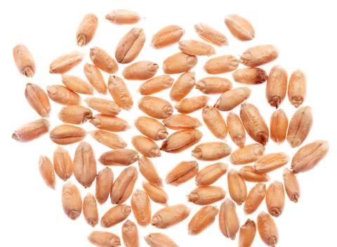 Wheat on white background Stock Photos