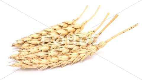 Wheat on white Stock Photos