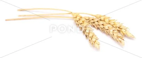 Wheat on white Stock Photos