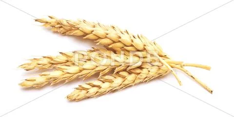 Wheat on white Stock Photos