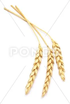 Wheat on white Stock Photos