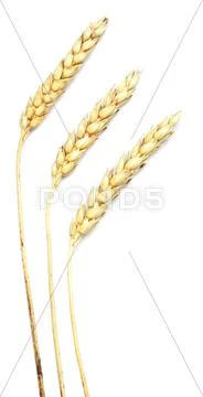 Wheat on white Stock Photos