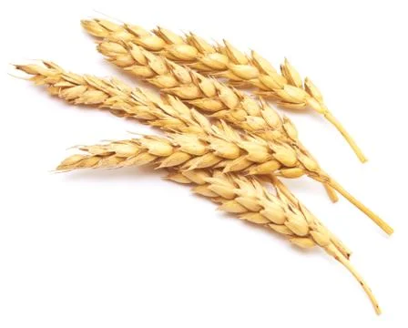 Wheat on white Stock-Fotos