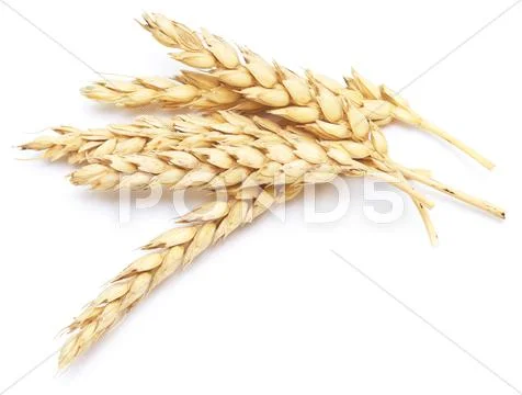 Wheat on white Stock Photos
