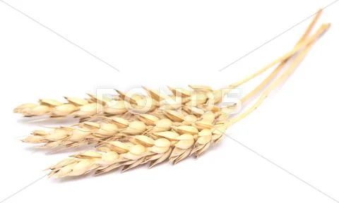 Wheat on white Stock Photos