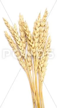 Wheat on white Stock Photos