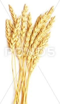 Wheat on white Stock Photos