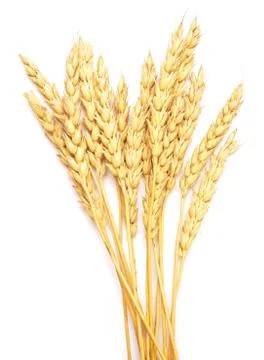 Wheat on white Stock Photos