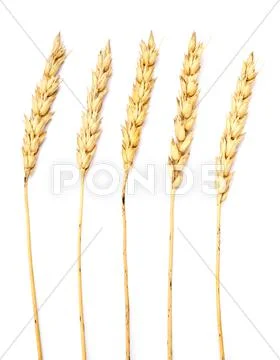 Wheat on white Stock Photos