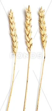 Wheat on white Stock Photos