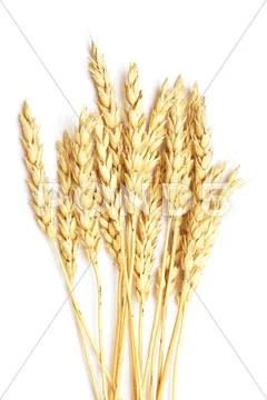 Wheat on white Stock Photos