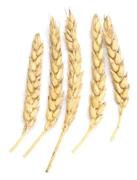 Wheat on white Stock Photos