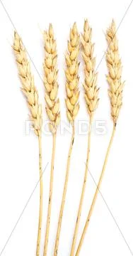 Wheat on white Stock Photos