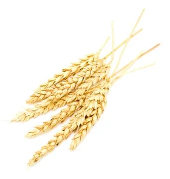 Wheat on white Stock Photos