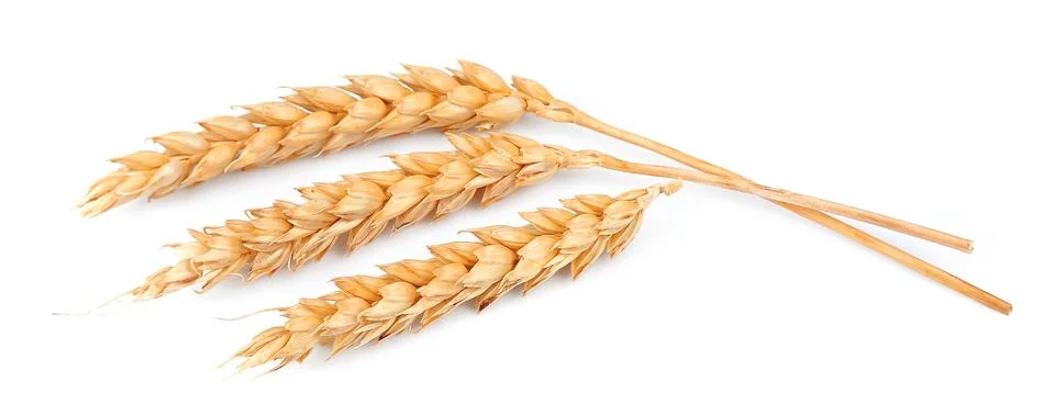 Wheat on white Stock Photos